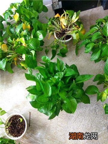 黄叶发黑怎么补救 绿萝叶子发黄有黑点的原因以及解决方法