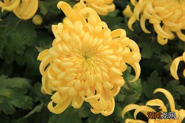 菊花花期是几月份 菊花在什么时候开放是什么季节