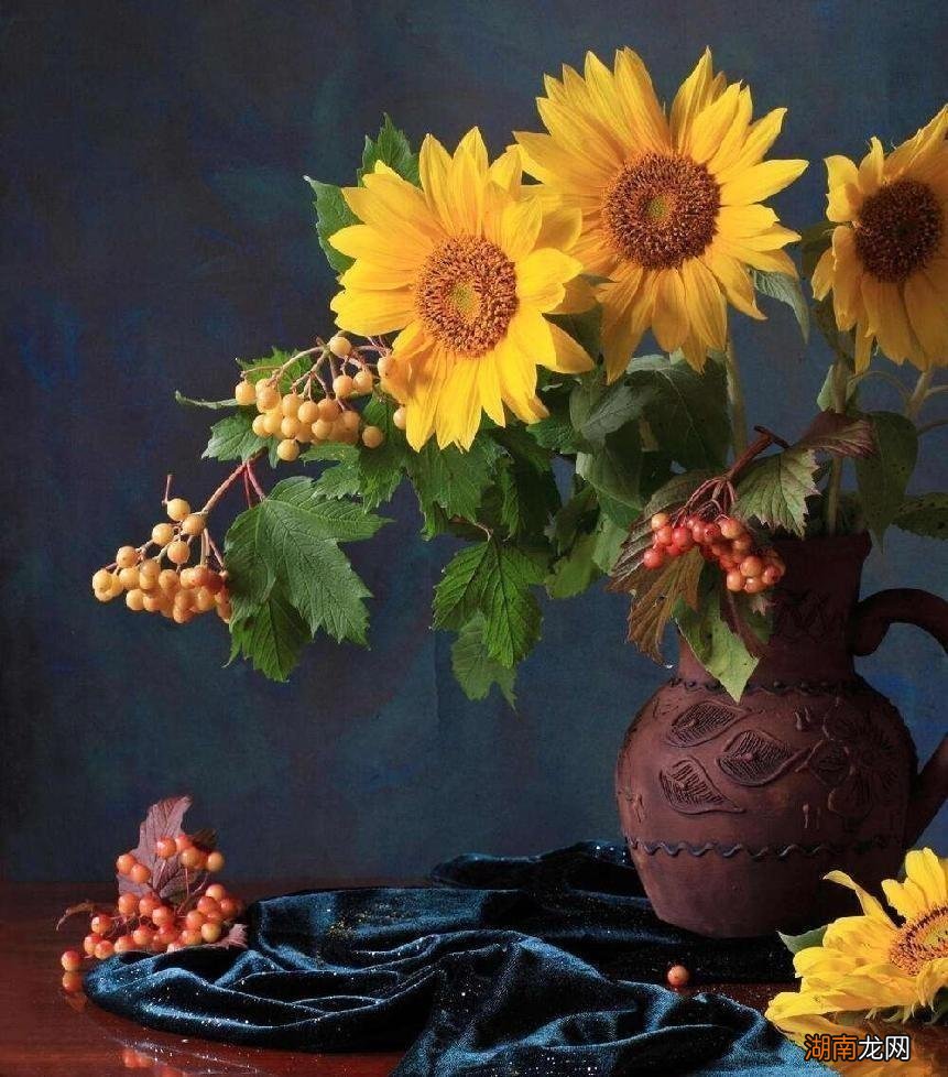 向日葵代表什么寓意 向日葵花语含义与象征意义