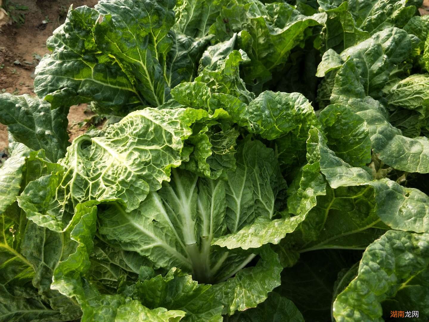 白菜软腐病烂叶烂心用3种药剂管用 软腐病用什么药最好