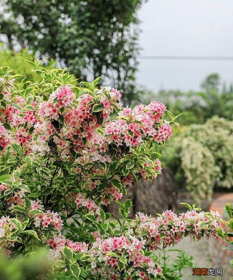 适合种植花叶锦带的地方 锦带花一年开几次花花期多久