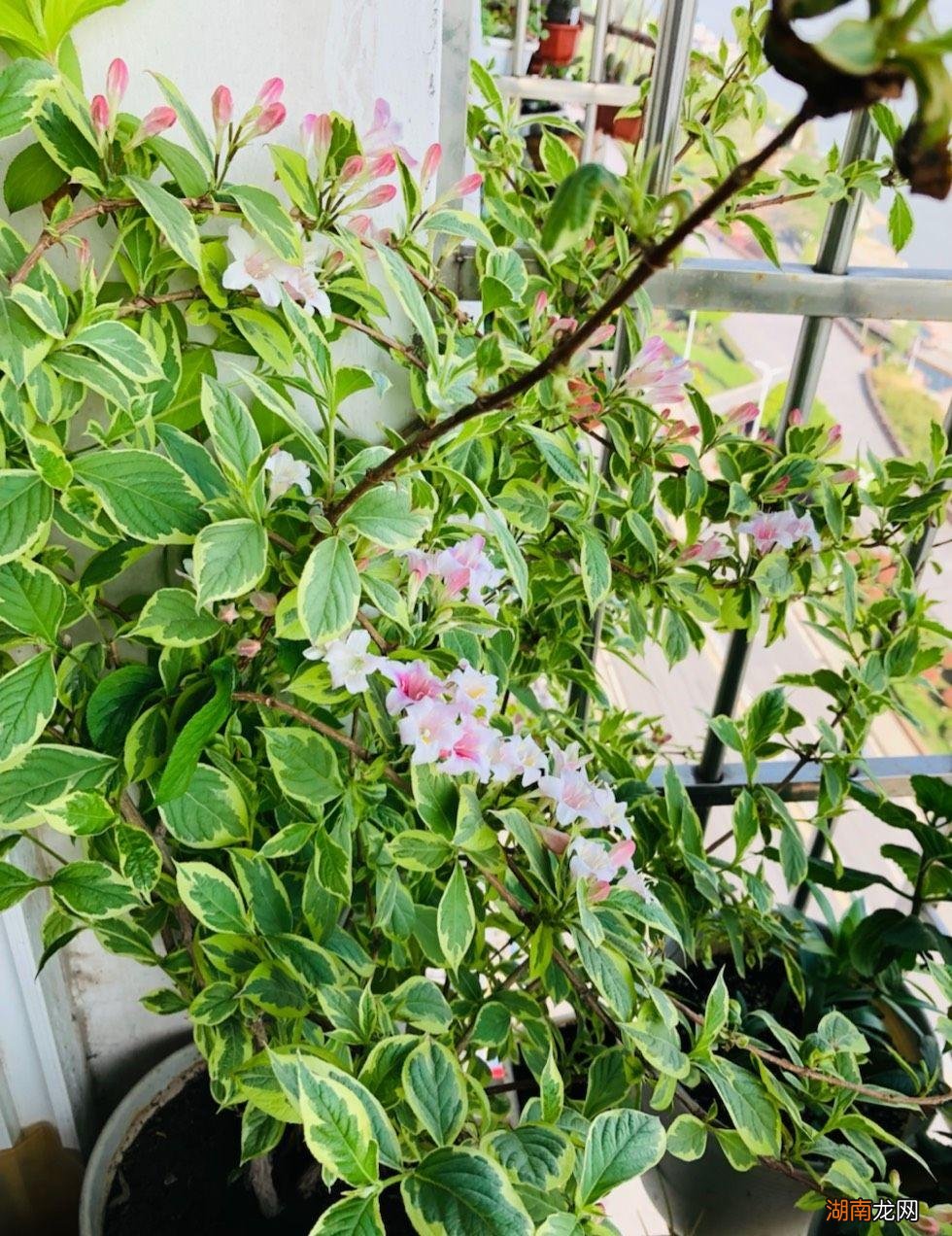 适合种植花叶锦带的地方 锦带花一年开几次花花期多久