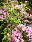 适合种植花叶锦带的地方 锦带花一年开几次花花期多久