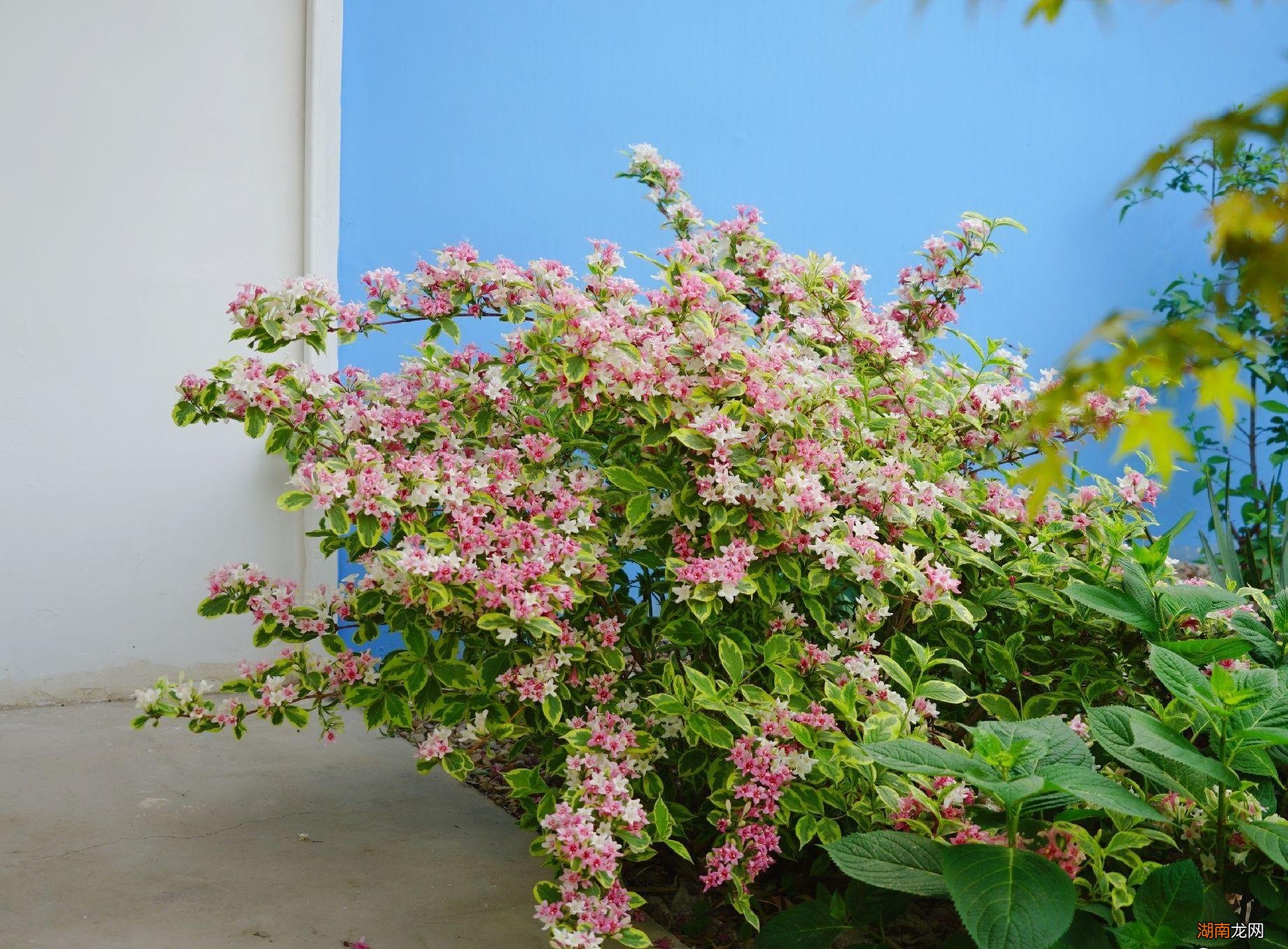 适合种植花叶锦带的地方 锦带花一年开几次花花期多久