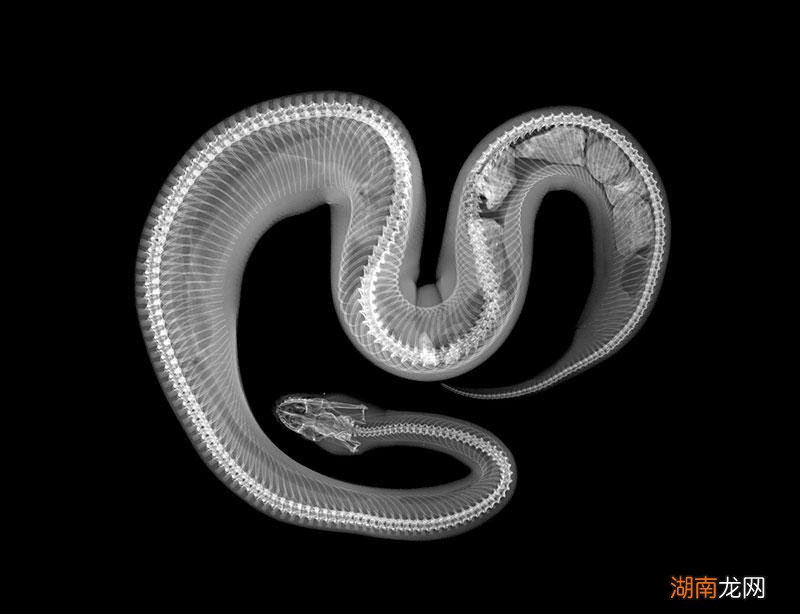 蛇是冷血动物不会产生感情 蛇和人有感情吗为什么