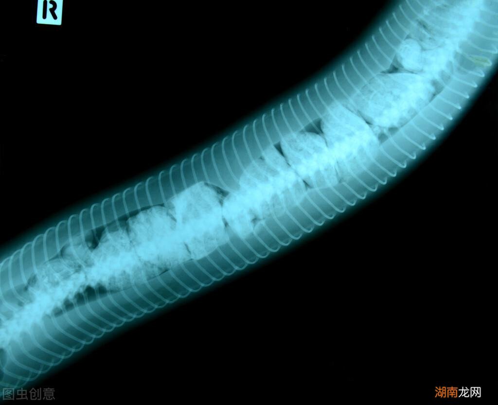 蛇是冷血动物不会产生感情 蛇和人有感情吗为什么