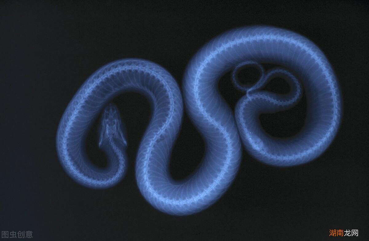 蛇是冷血动物不会产生感情 蛇和人有感情吗为什么