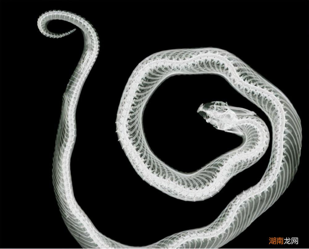 蛇是冷血动物不会产生感情 蛇和人有感情吗为什么