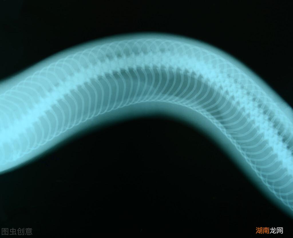 蛇是冷血动物不会产生感情 蛇和人有感情吗为什么