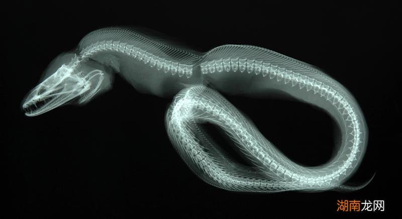 蛇是冷血动物不会产生感情 蛇和人有感情吗为什么