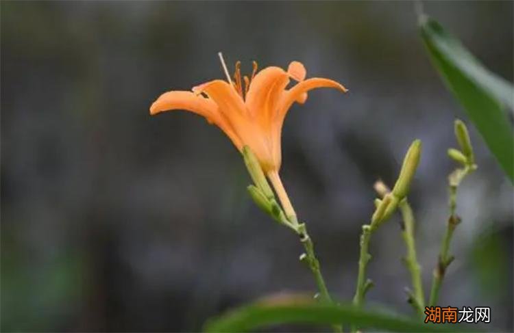 国外送康乃馨中国送萱草花 给母亲送花应该送什么花