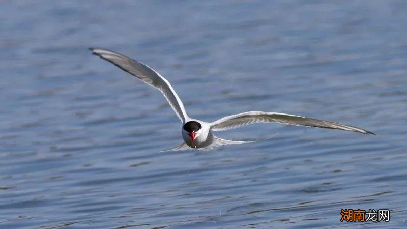 高纬度气候的苔原主要分布地区 苔原气候特点及成因