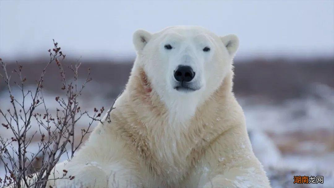高纬度气候的苔原主要分布地区 苔原气候特点及成因