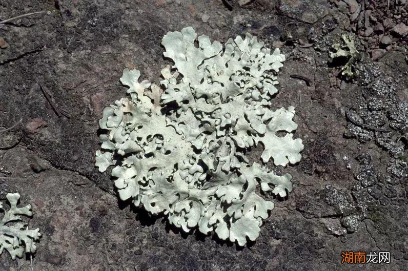 高纬度气候的苔原主要分布地区 苔原气候特点及成因