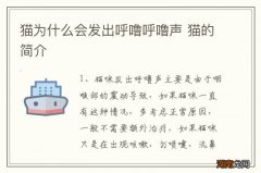 猫为什么会发出呼噜呼噜声 猫的简介