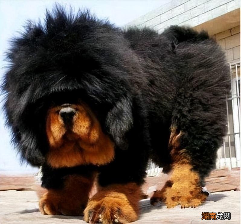 藏獒跟狼谁战斗力强更厉害 藏獒多少钱一只