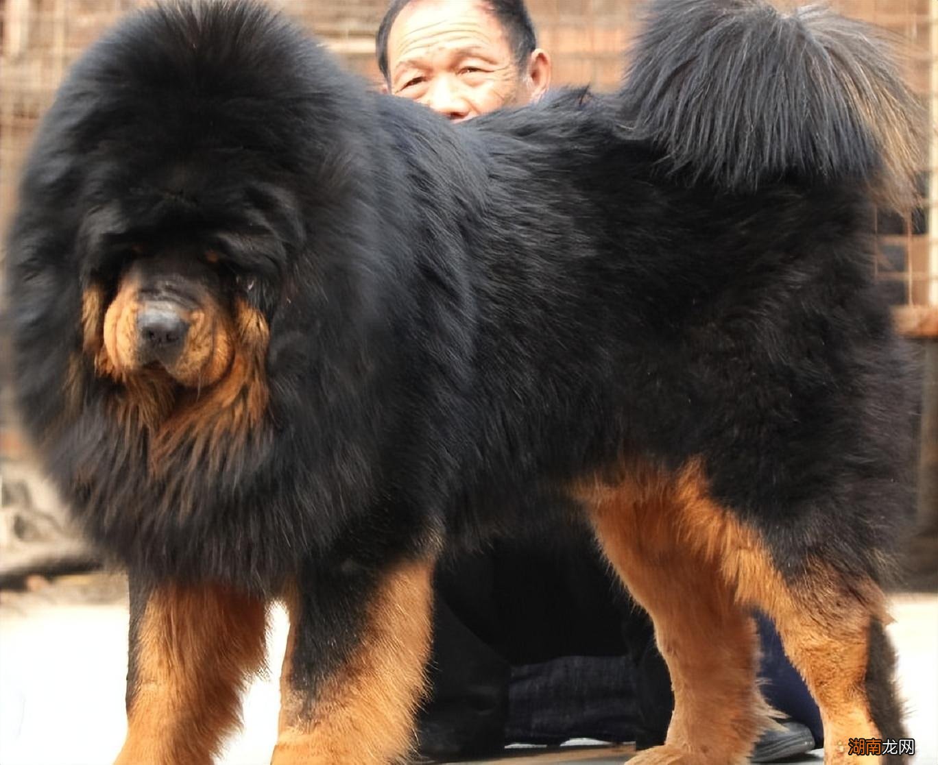 藏獒跟狼谁战斗力强更厉害 藏獒多少钱一只