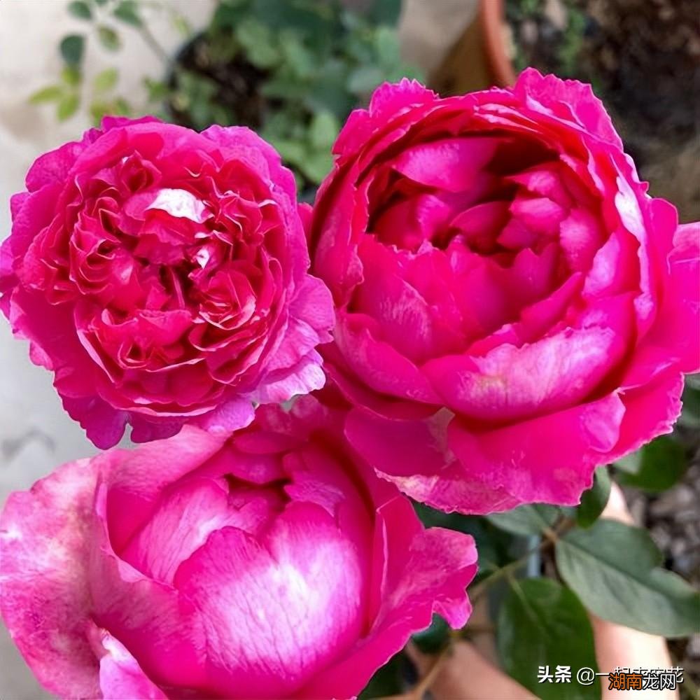 月季伊芙系列哪个品种好养 伊芙月季里面谁最好看最好养