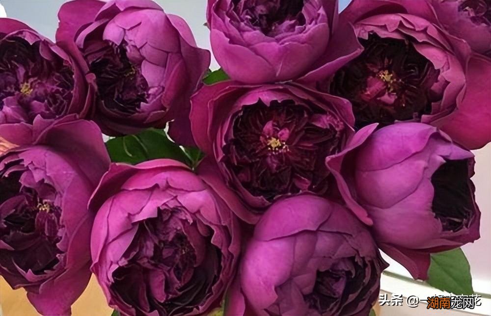 月季伊芙系列哪个品种好养 伊芙月季里面谁最好看最好养