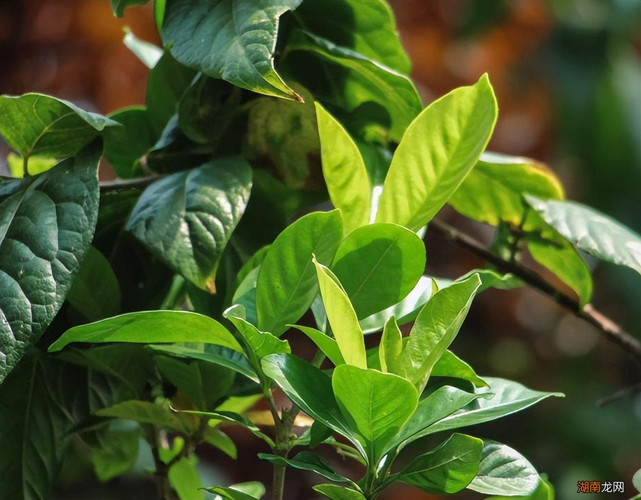 家里使用硫酸亚铁养花的方法 硫酸亚铁肥料用于哪些植物