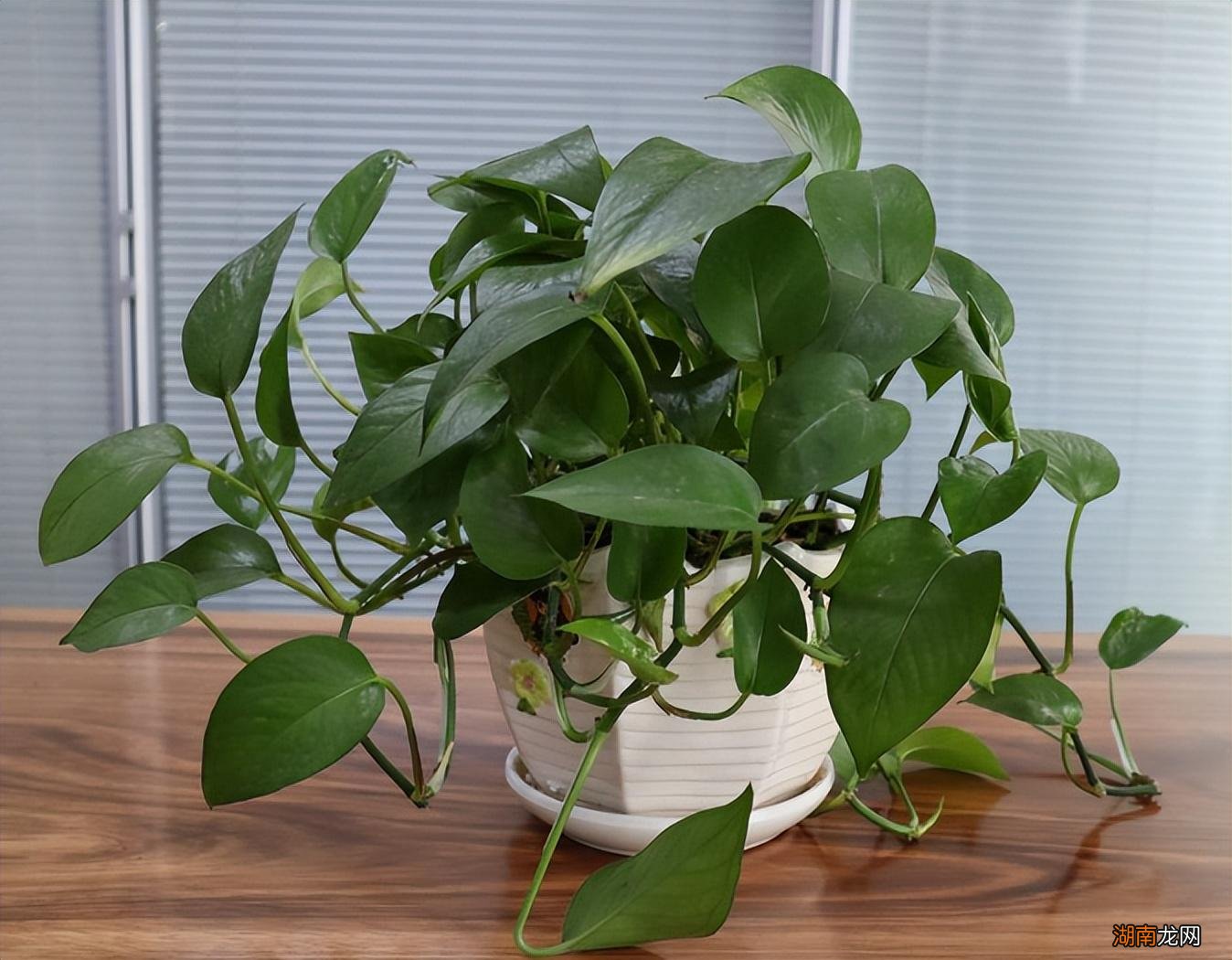 家里使用硫酸亚铁养花的方法 硫酸亚铁肥料用于哪些植物