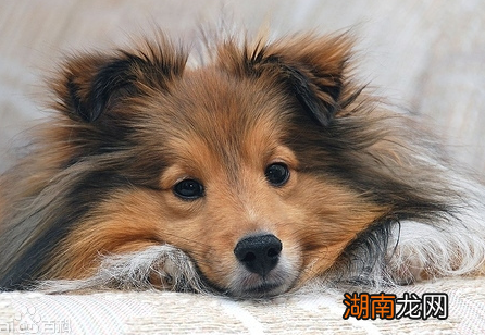 家庭养不掉毛无体味的宠物狗 最干净最好养的小型犬排名