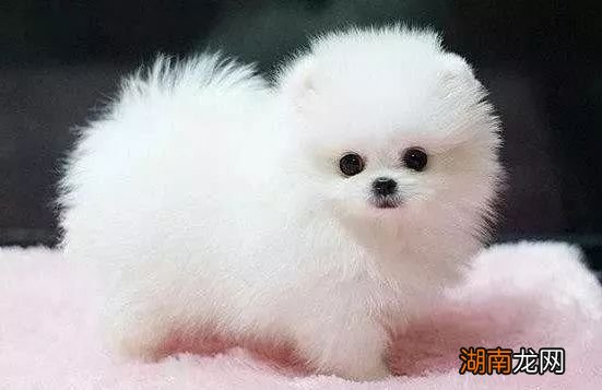 家庭养不掉毛无体味的宠物狗 最干净最好养的小型犬排名