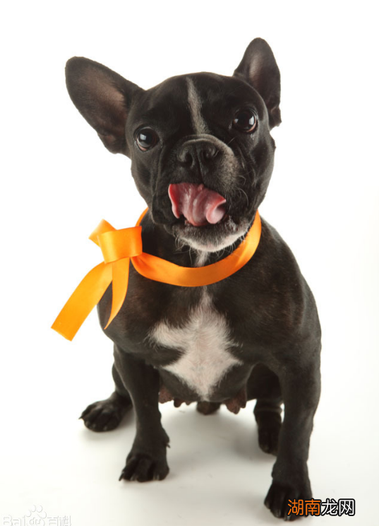 家庭养不掉毛无体味的宠物狗 最干净最好养的小型犬排名