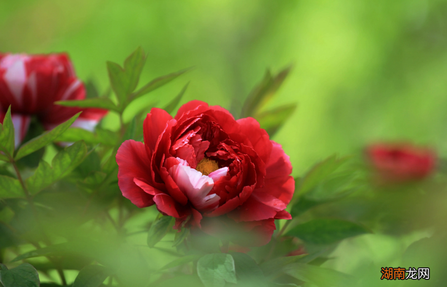 关于赞美牡丹最有名的古诗词 描写牡丹的千古名句