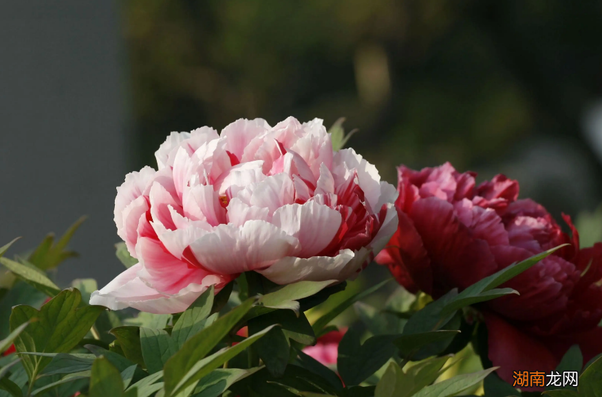 关于赞美牡丹最有名的古诗词 描写牡丹的千古名句