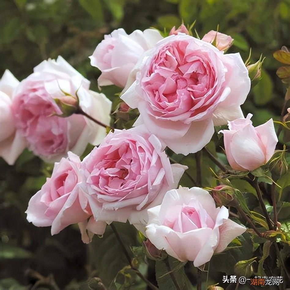 真正四季开花的藤本月季 藤本月季哪个品种好养又勤花