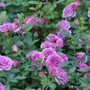 真正四季开花的藤本月季 藤本月季哪个品种好养又勤花