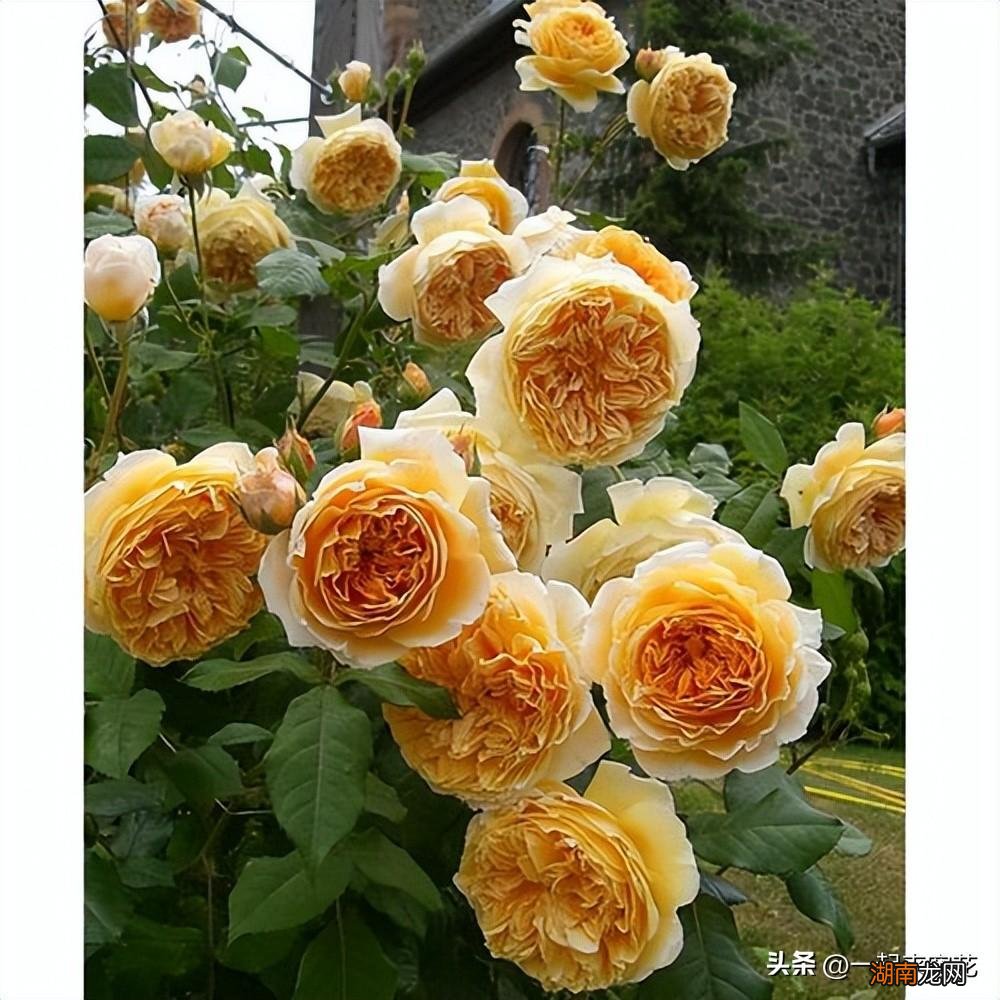 真正四季开花的藤本月季 藤本月季哪个品种好养又勤花