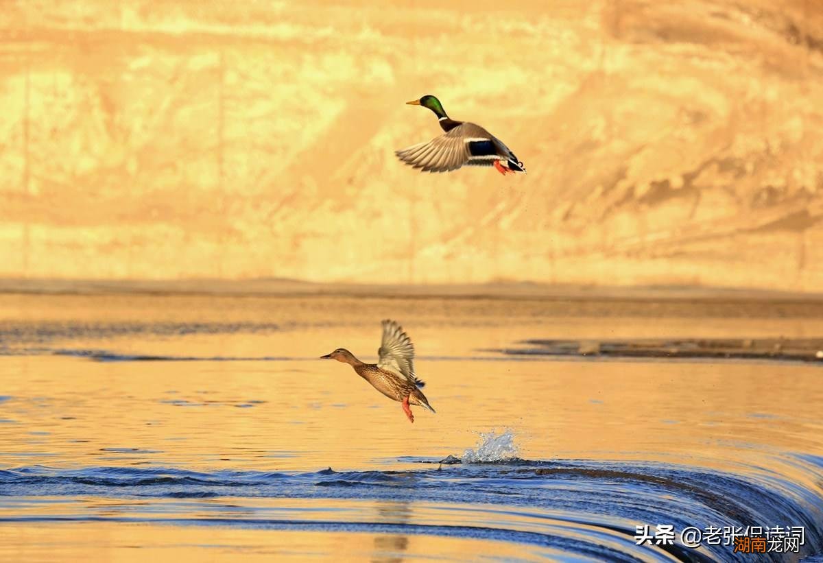 这句话出自哪一首诗 竹杖芒鞋轻胜马是什么意思
