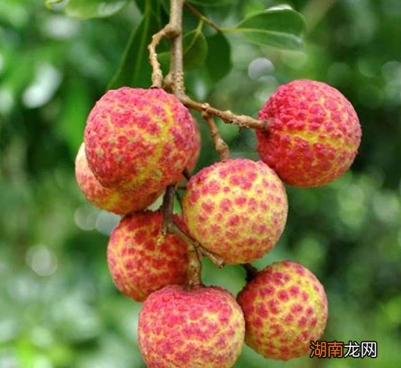 世界上最贵的荔枝到底有多贵 什么荔枝品种最贵又好吃