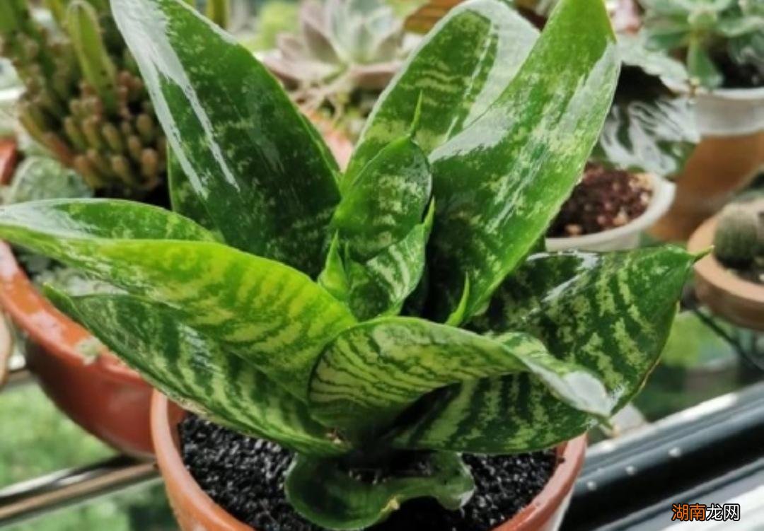 推荐5种夜间释放氧气植物 释放氧气最多的室内植物排行