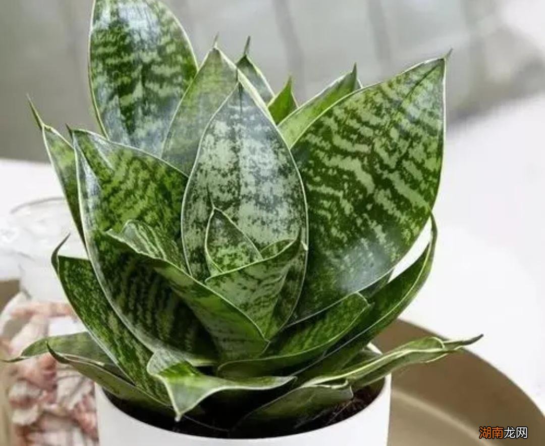 推荐5种夜间释放氧气植物 释放氧气最多的室内植物排行