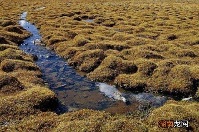 黄河的形成和地貌介绍 黄河的发源地在哪里
