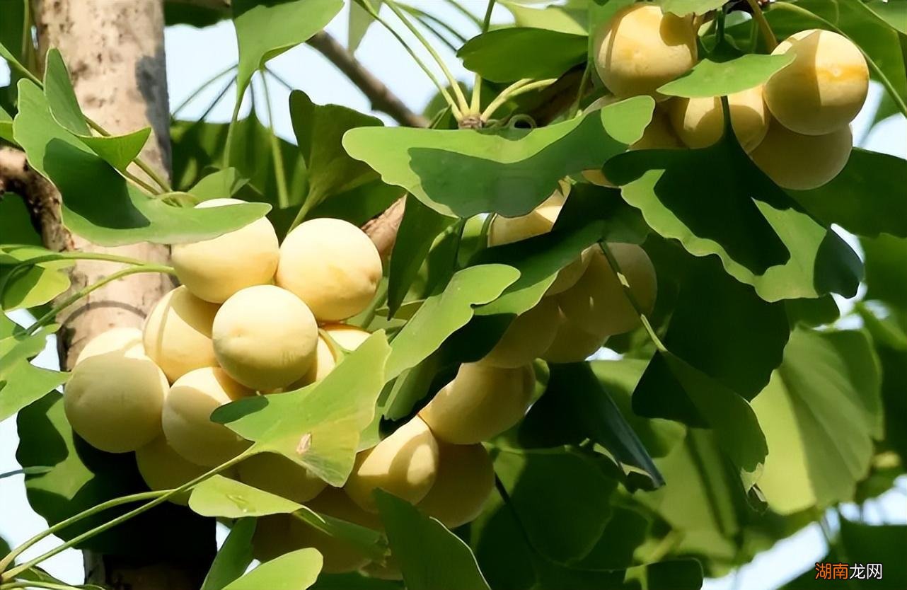 银杏树果实有能吃的价值和作用 银杏的果实叫什么名字