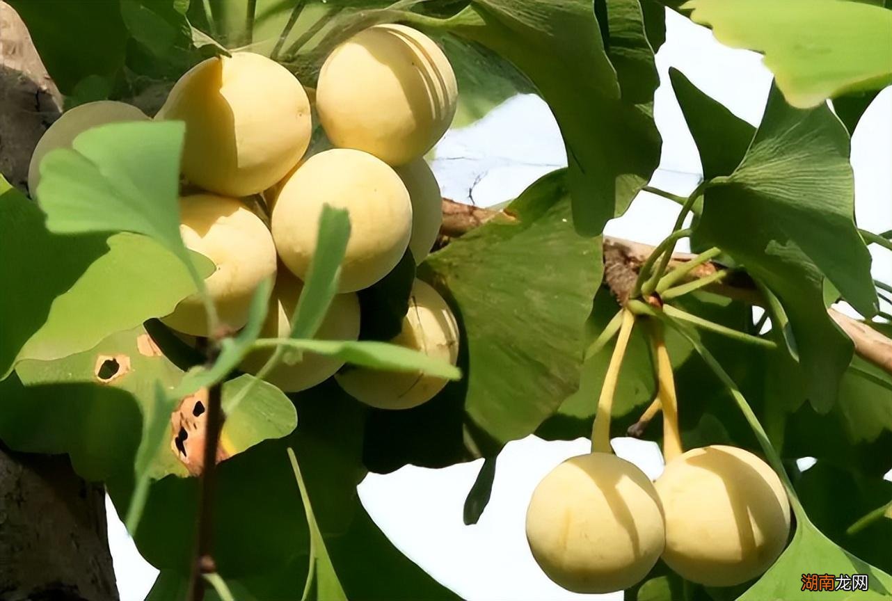 银杏树果实有能吃的价值和作用 银杏的果实叫什么名字