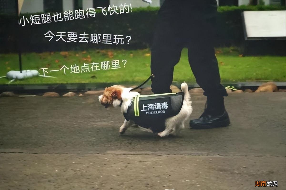 杰克罗素梗犬适合家养吗 杰克罗素梗犬优缺点