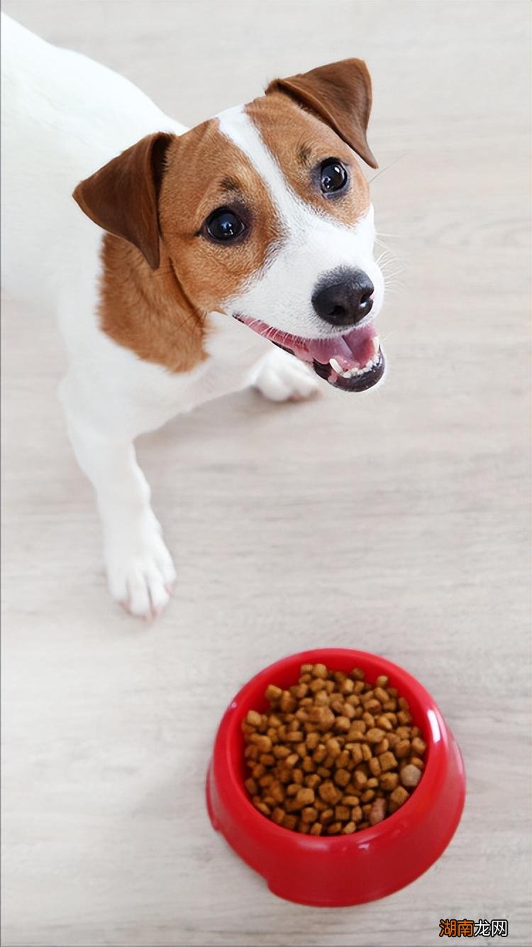 杰克罗素梗犬适合家养吗 杰克罗素梗犬优缺点