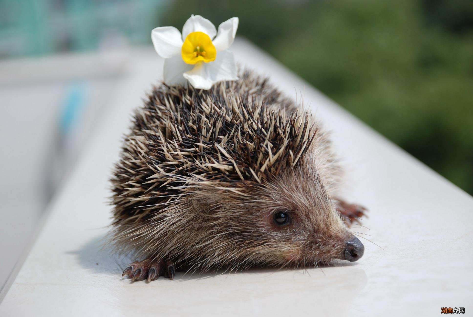 9种适合家养的小宠物排行 家养小型宠物推荐