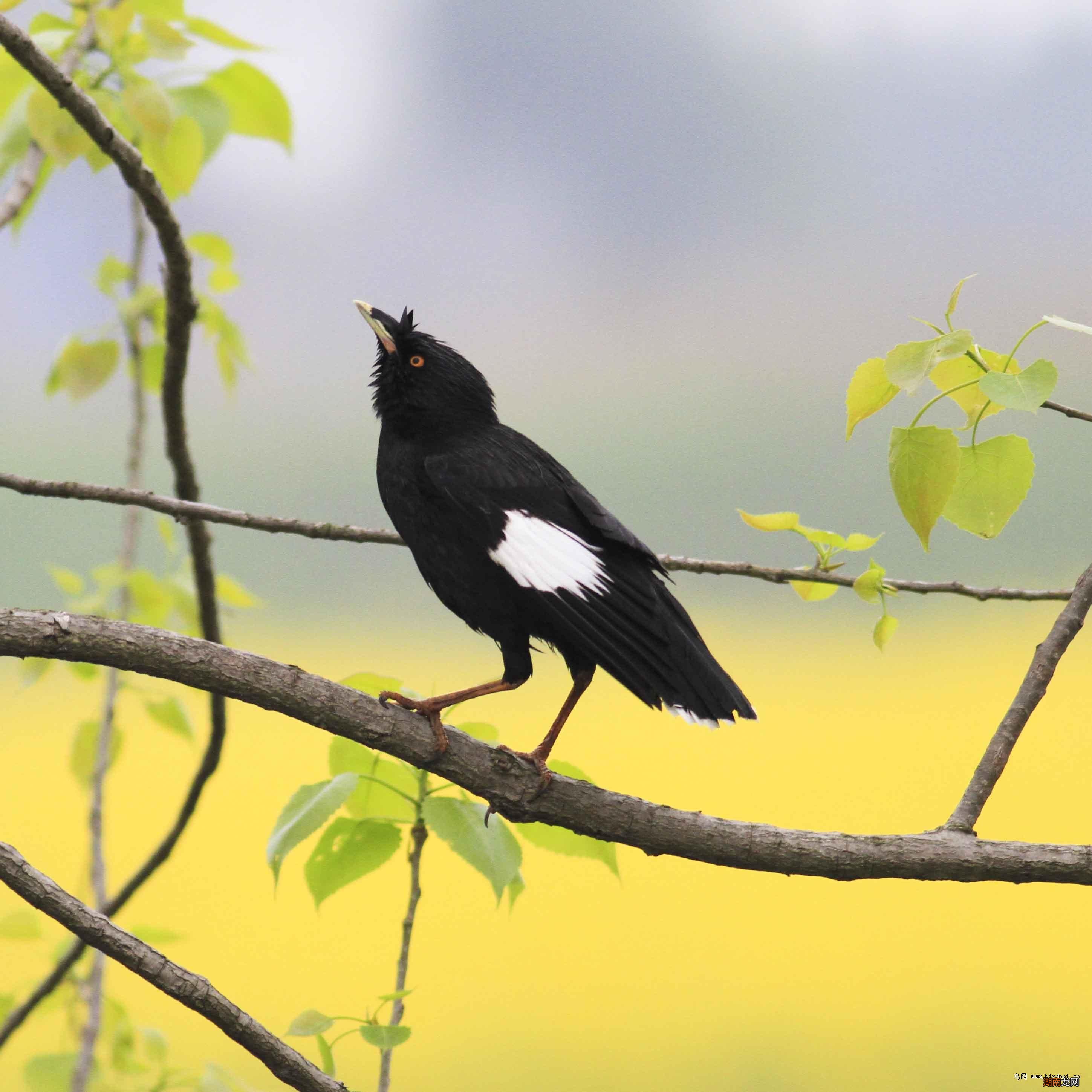 9种适合家养的小宠物排行 家养小型宠物推荐