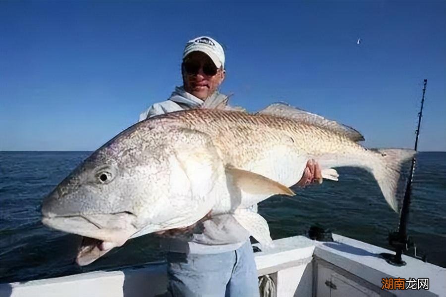 红鱼被美国吃到灭绝却在中国泛滥成灾 红鱼是什么鱼