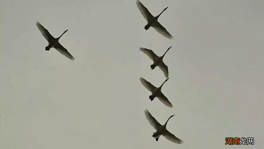 这个谚语说法的含义 早起的鸟儿有虫吃是什么意思