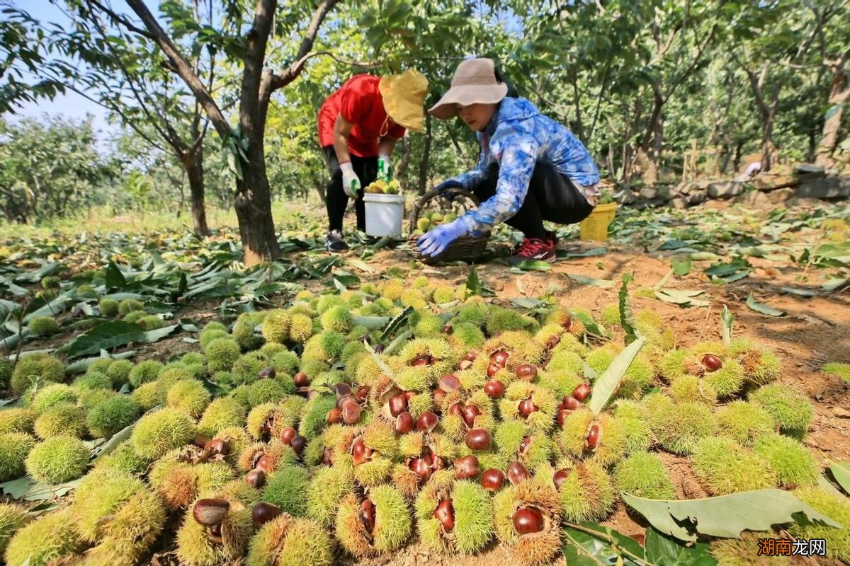 全国板栗什么地方产的好吃又出名 中国板栗之乡排名前十
