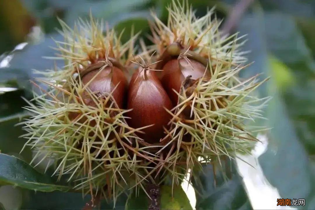 全国板栗什么地方产的好吃又出名 中国板栗之乡排名前十