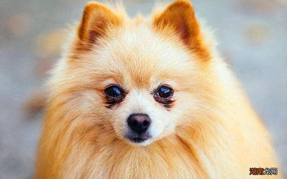 这5样东西会让博美犬害怕 博美最怕主人怎么惩罚