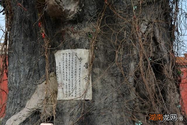 洪洞大槐树的来历真相介绍 山西洪洞大槐树移民历史